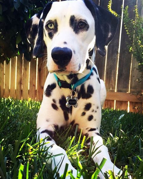 Dalmatian One Blue Eye Cute Animals Cute Puppies Beloved Dog