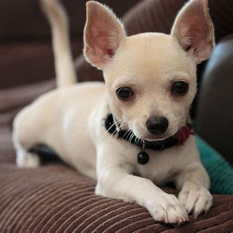 What Does A Pomeranian Chihuahua Mix Look Like