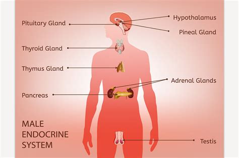 Male Endocrine System ~ Illustrations ~ Creative Market
