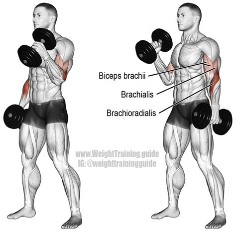 Broadly considered, human muscle—like the muscles of all vertebrates—is often divided into striated muscle. Dumbbell hammer curl exercise guide and video | Weight ...
