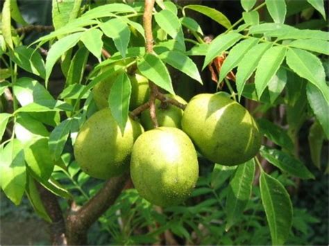 Golden Apple Caribbean Dictionary