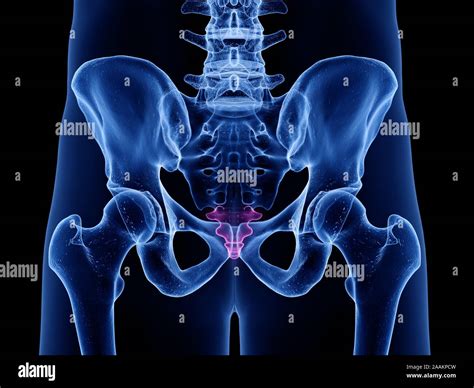 Coccyx Tail Hi Res Stock Photography And Images Alamy