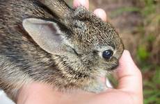 baby wild brown bunnies bunny handle them insight sharing animals
