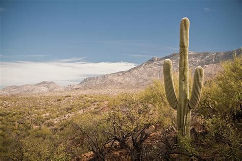 Desert Landscape 1 Cactus With Photograph By Motoed Fine Art America