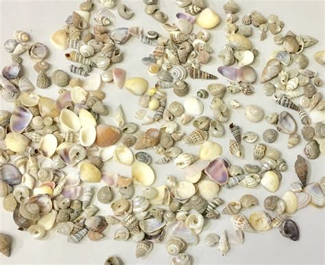 Seashells 12 C Tiny Seashells 1458 Shell