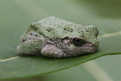Copes Gray Tree Frog Frogtoad Species Of The Hampton Roads Area