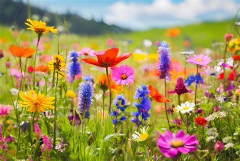 Wildflowers In The Field Free Stock Photo Public Domain Pictures