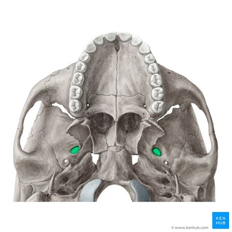 Sphenoid Bone Anatomy Function Development Kenhub