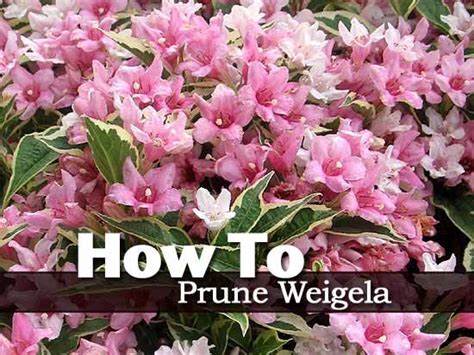 When Should You Prune A Weigela What Is The Best Way To Go About It