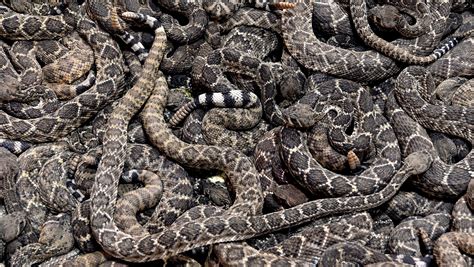 How To Protect Your House And Yourself From Rattlesnakes