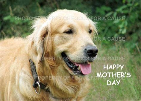 Items Similar To Golden Retriever Dog Mothers Day Card On Etsy Dog