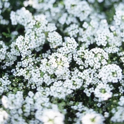 23 Of The Most Fragrant Flowers That Will Add Sweet Scents To Any
