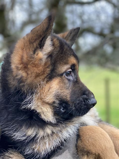 Browse thru our id verified puppy for sale listings to find your perfect puppy in your area. German Shepherd Puppies For Sale | Vancouver, WA #322501