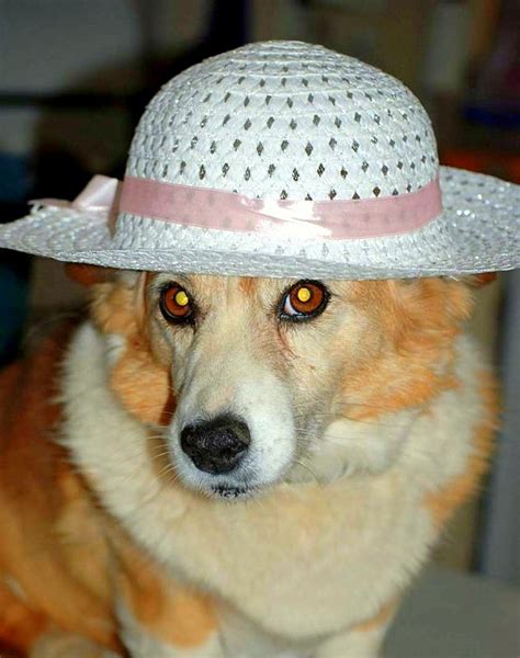 Dogs Who Are Not Amused With Their New Hats