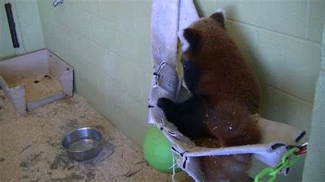 Red Panda Cuddle Fights Youtube