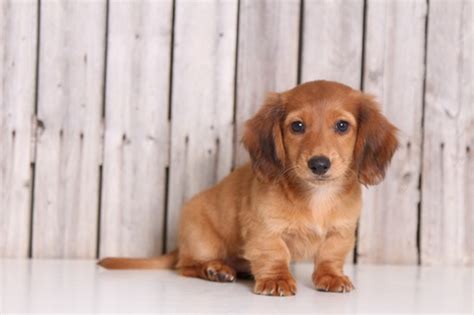 Please check out and give $10 if you can. View Ad: Dachshund Puppy for Sale near Ohio, MOUNT VERNON ...