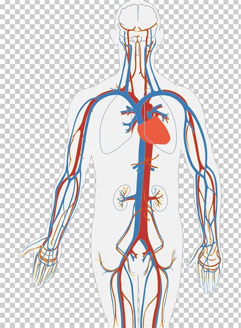 Circulatory System Human Body Diagram Organ Heart Png Clipart Anatomy