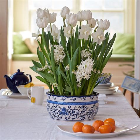 Muscari aucheri white magic grape hyacinth. Fresh Snow Bulb Collection, 34 bulbs in large ceramic bowl ...