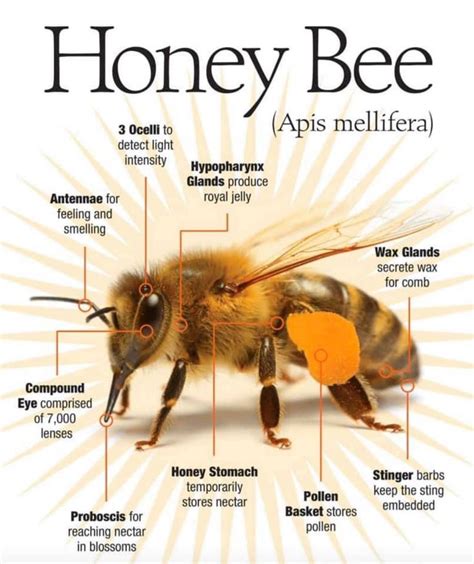 Honey Bee Anatomy Honey Bee Facts Bee Bee Anatomy