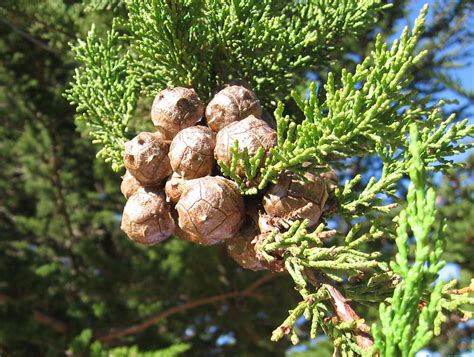 Cedar Or Juniper Pretty Seed Pods Zang199 Flickr