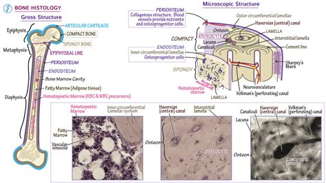 Histology Of Compact Bone Diagram Cartilage Bone Ossification The