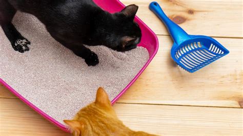 9 Types Of Cat Litter Pellets Litter Boxes Magazine