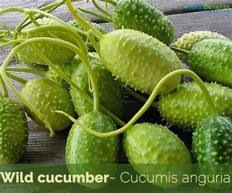 Wild Cucumber Facts And Health Benefits