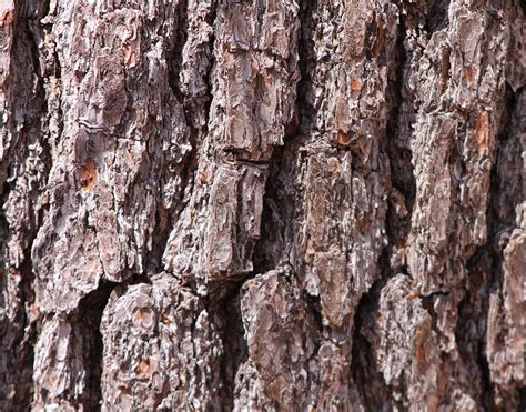 Filepine Tree Bark At Council Cup Wikimedia Commons Tree Bark