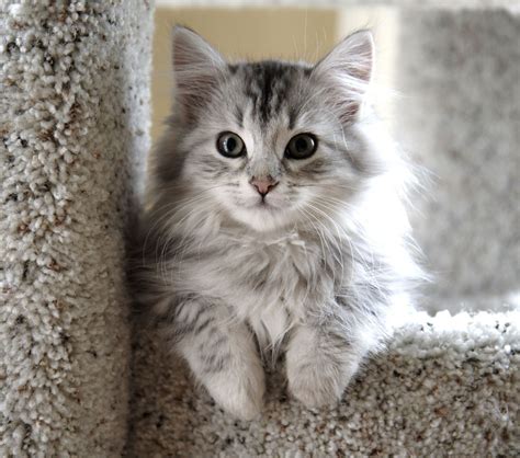 Siberian Catadorable Cutest Kitten Breeds Cute Cat Breeds Grey