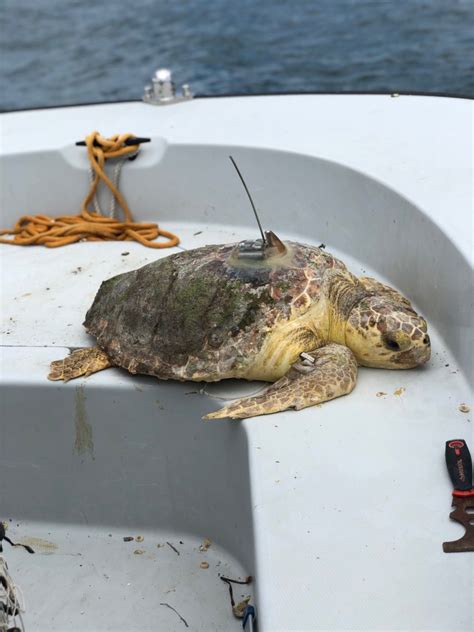 For Sea Turtles A New Opportunity Out Of Tragedy Southern Science