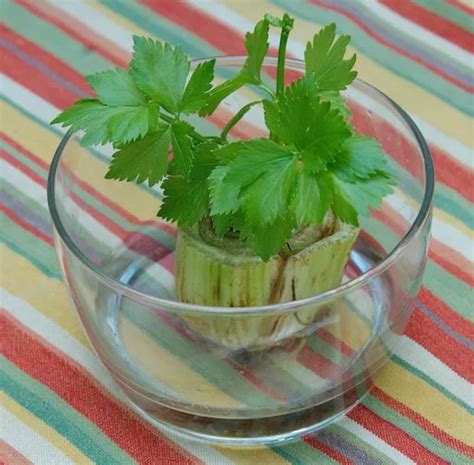 How Many Celery Stalks In A Cup Asking List