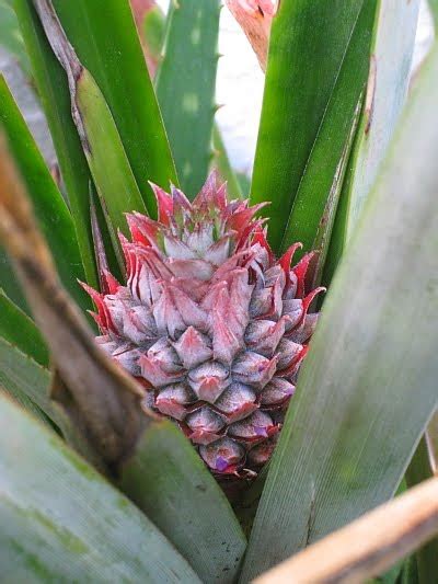 Baby Pineapple Plant