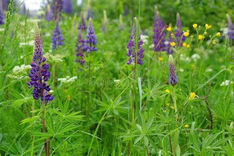 Lupine Flowers In Herbal Meadow German Spring Season Nature Stock