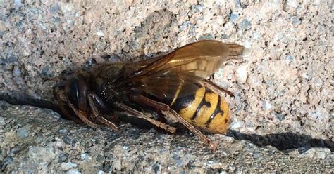 What happens when an australian bull ant and european wasp (vespula germanica) clash?this footage was shot in the kosciuszko national park of australia. Species Spotlight: European hornet