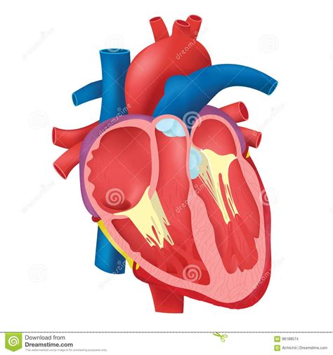 The Human Heart On A White Background Stock Photo Image 349874