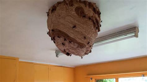 Asian Hornet Nest Discovered In Uk Is One Of The Largest Ever Sparking Major Warning Mirror