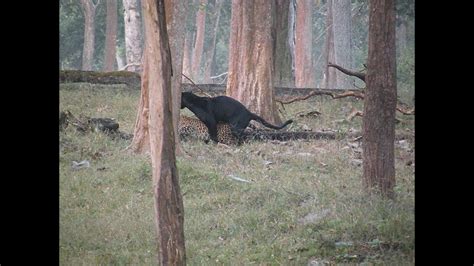 Black Panther And Leopard Mating In Kabini Nagarhole National Park
