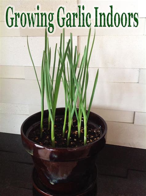 Growing Garlic Indoors Quiet Corner