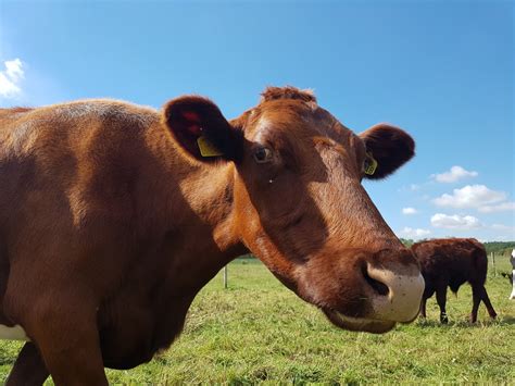 무료 이미지 잔디 들 농장 목초지 한 지방 야생 생물 목장 방목 동물 상 황소 농촌 지역 젖소 포유