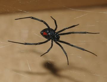 The female spider hangs upside down from her web as she waits for her prey. 13 Things In Wyoming That Can Kill You