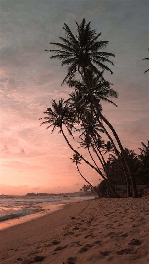Coconut Tree Beach Sunset Iphone