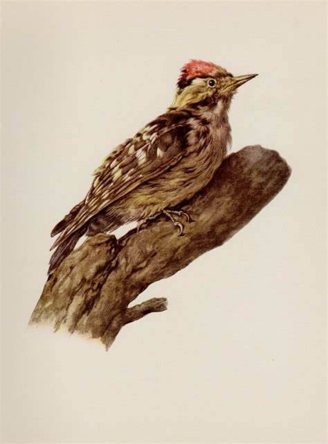 antique spotted woodpecker print bird illustration gallery wall art faf 2537 vintage