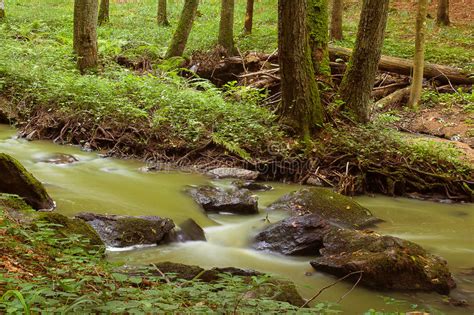 Mountain Stream In A Forest Stock Image Image Of Rippled Splashing