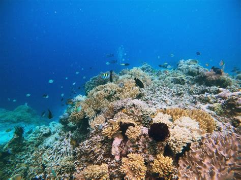 Marine Biologists Are Making Efforts To Save Coral Reefs In Mariana