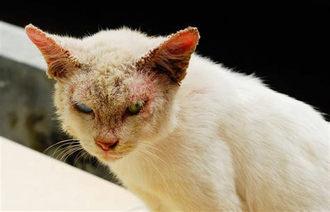 Sarna Notoédrica Em Gatos
