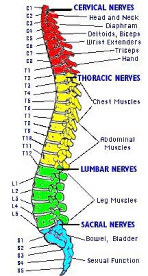Schematic Diagram Of Spinal Cord