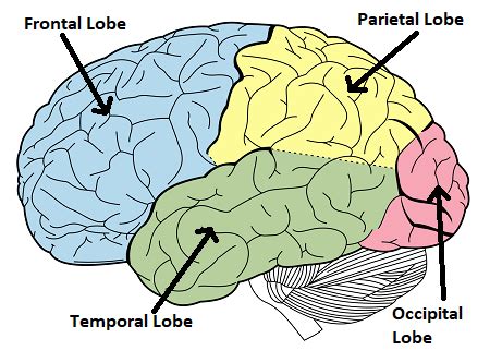 Parietal Lobe Function Location What Does The Parietal Lobe Do
