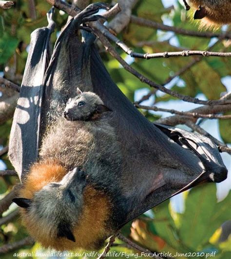 Megabat Flying Fox Fruit Bat Article Au