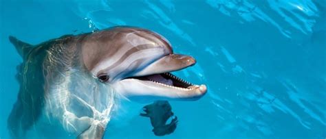 Are Dolphins Dangerous A Z Animals