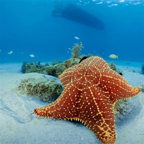 Starfish Under The Ocean Oceans Of The World Water Life Ocean